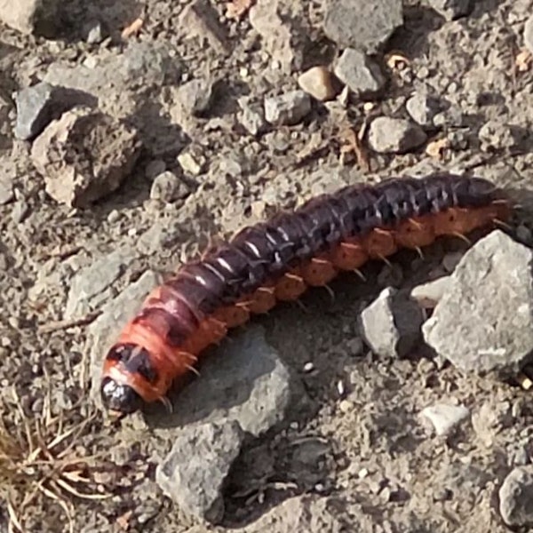 Zu sehen ist eine etwa zehn Zentimeter lange Raupe.