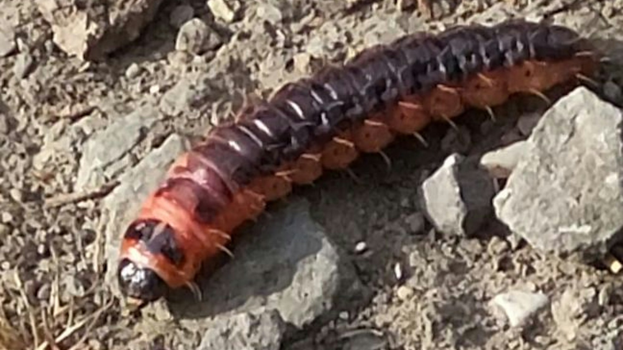 Zu sehen ist eine etwa zehn Zentimeter lange Raupe.