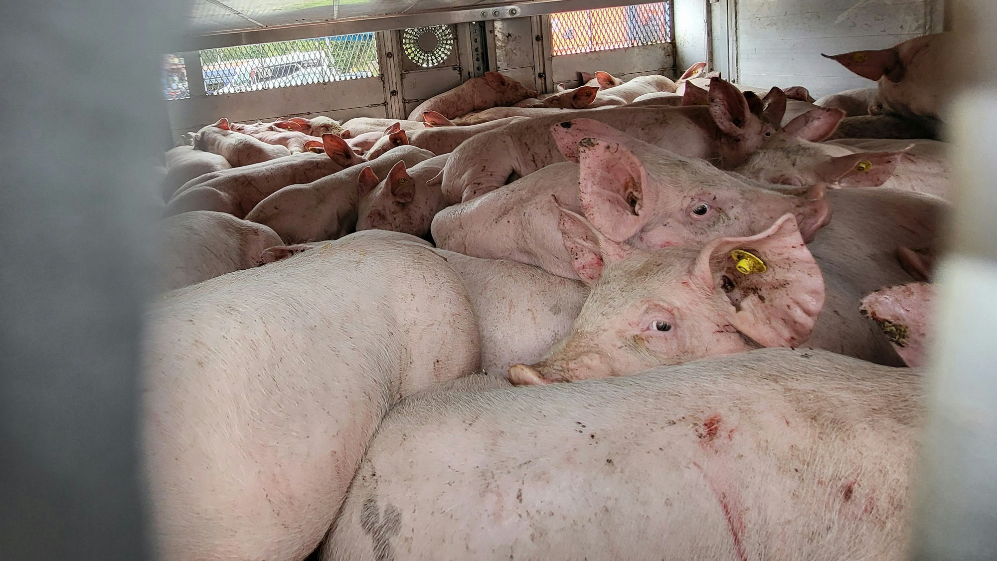 Durch eine Öffnung wurden im Transporter Schweine fotografiert, die teilweise aufeinander stehen.