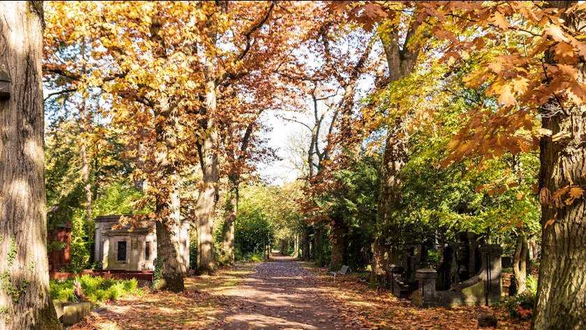 Weg auf dem Melatenfriedhof im Herbst.