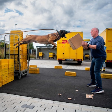 Schäferhund Clip fliegt mit einem riesigen Satz über eine Wand aus Kisten, um seine Zähne in das Paket zu schlagen, das Martin Pfaff festhält. Auf der anderen Seite steht Uwe Graute.