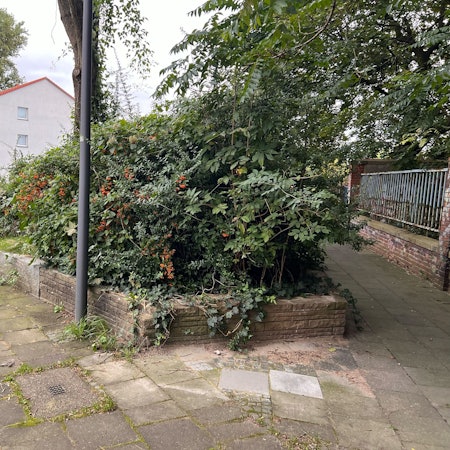 Die Grünfläche auf Höhe der KVB-Bus-Haltestelle Celsiusstraße – hier die Ansicht von hinten.