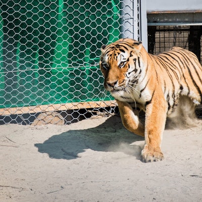 Ein aus einem Zoo stammender Tiger wird in Kasachstan auf seine Auswilderung vorbereitet.