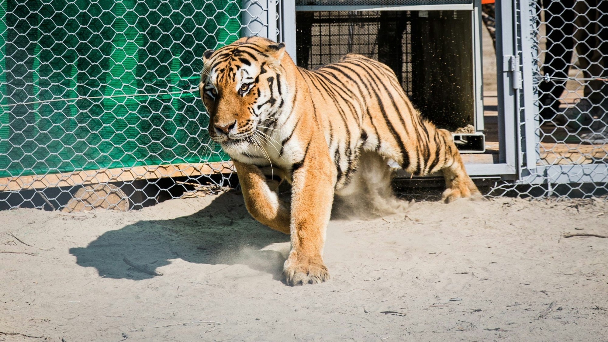 Ein aus einem Zoo stammender Tiger wird in Kasachstan auf seine Auswilderung vorbereitet.
