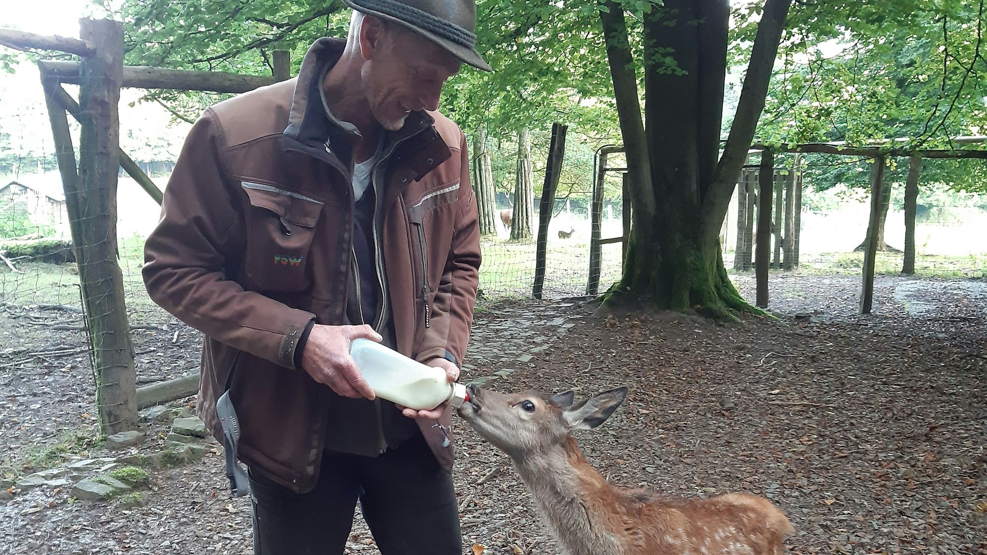 Ein Mann füttert ein Hirschkalb mit einer Milchflasche.