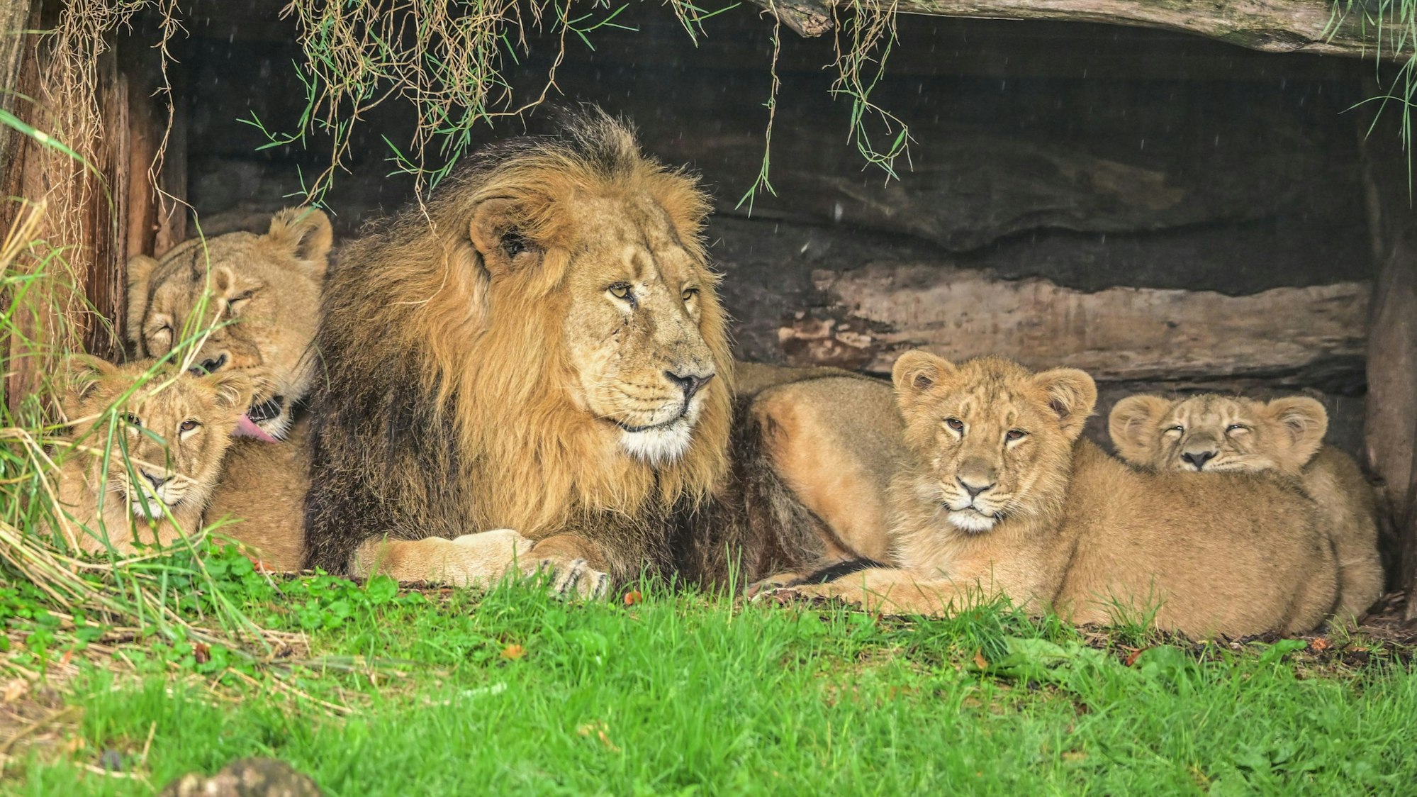Die Löwenfamilie ist oft an ihrem Stammplatz im Kölner Zoo.