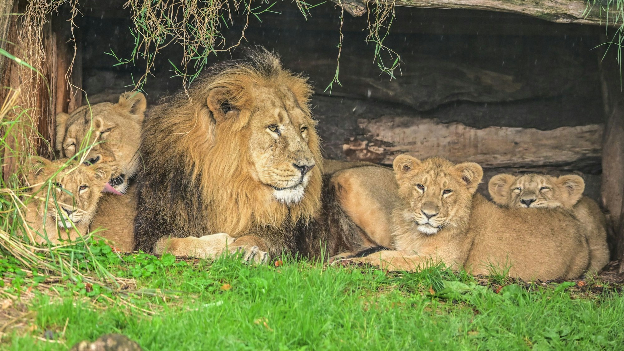Die Löwenfamilie ist oft an ihrem Stammplatz im Kölner Zoo.