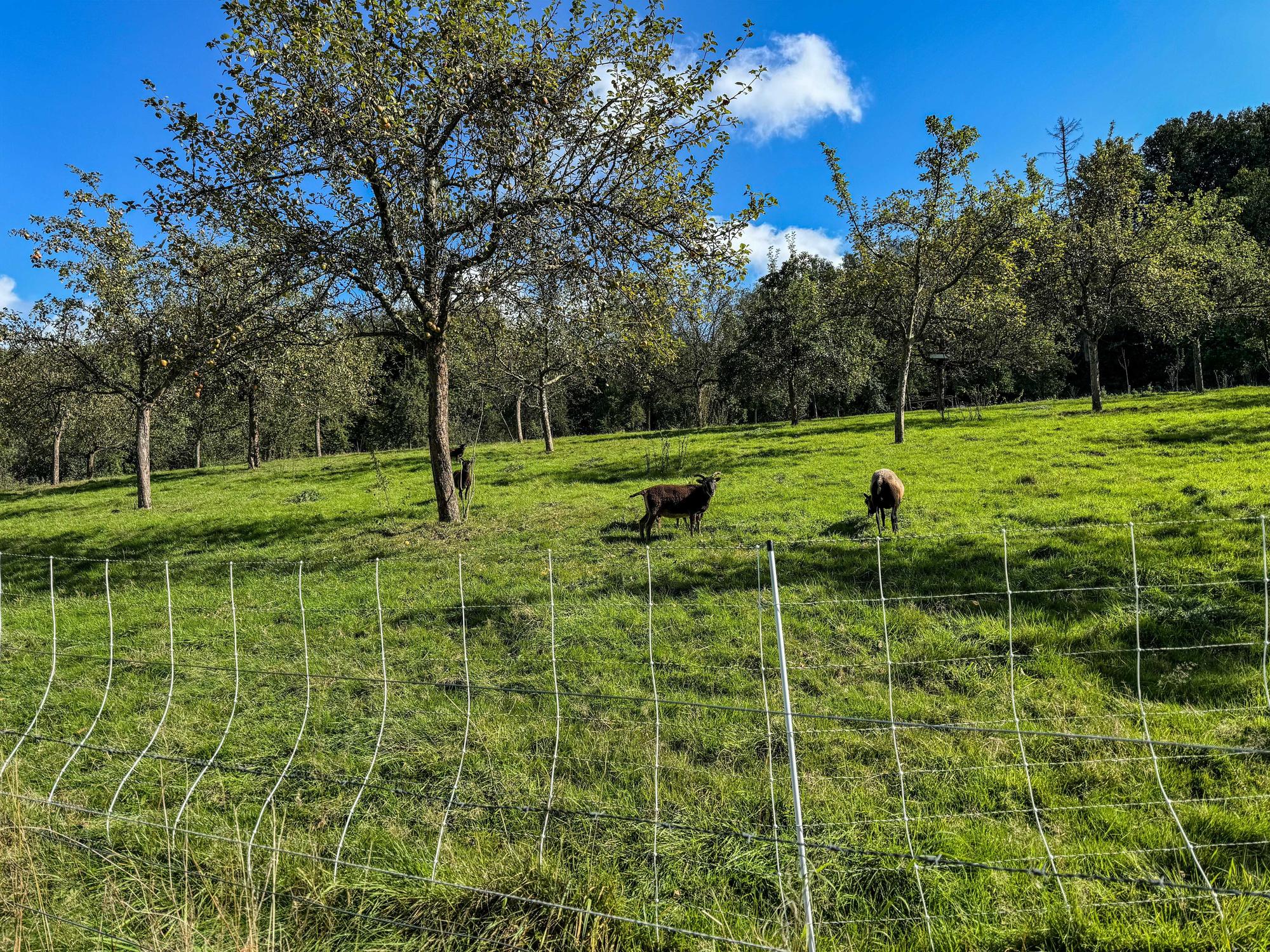 Blick auf eine Wiese mit Obstbäumen, grünem Gras und darauf grasenden Schafen.