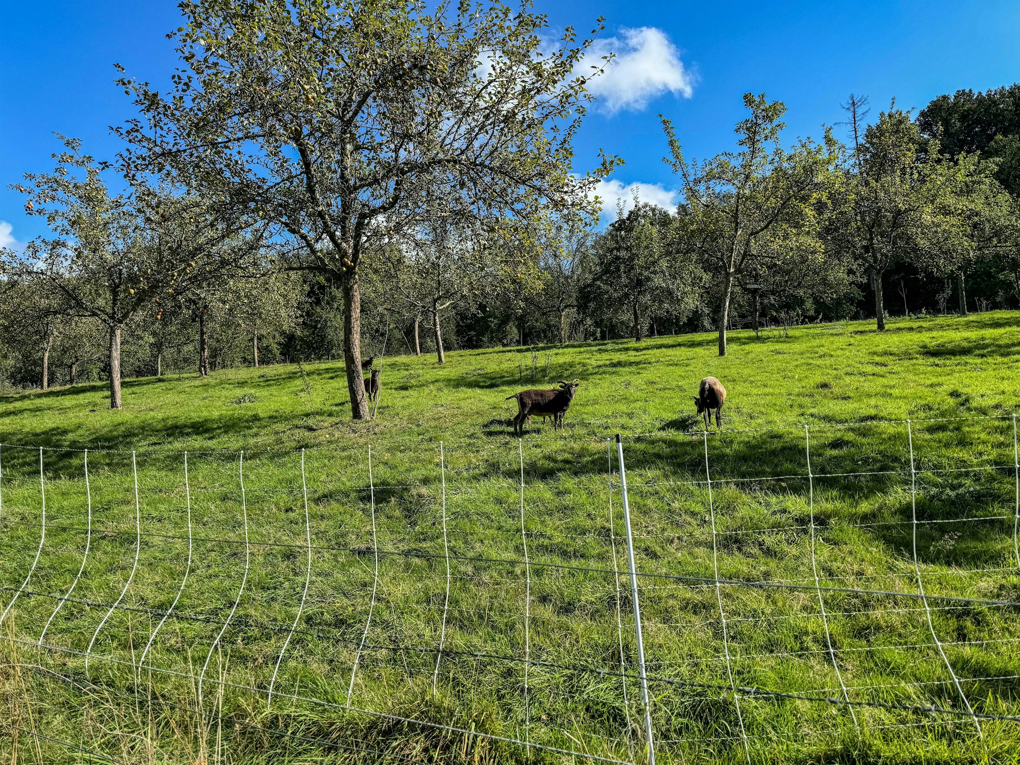 Blick auf eine Wiese mit Obstbäumen, grünem Gras und darauf grasenden Schafen.