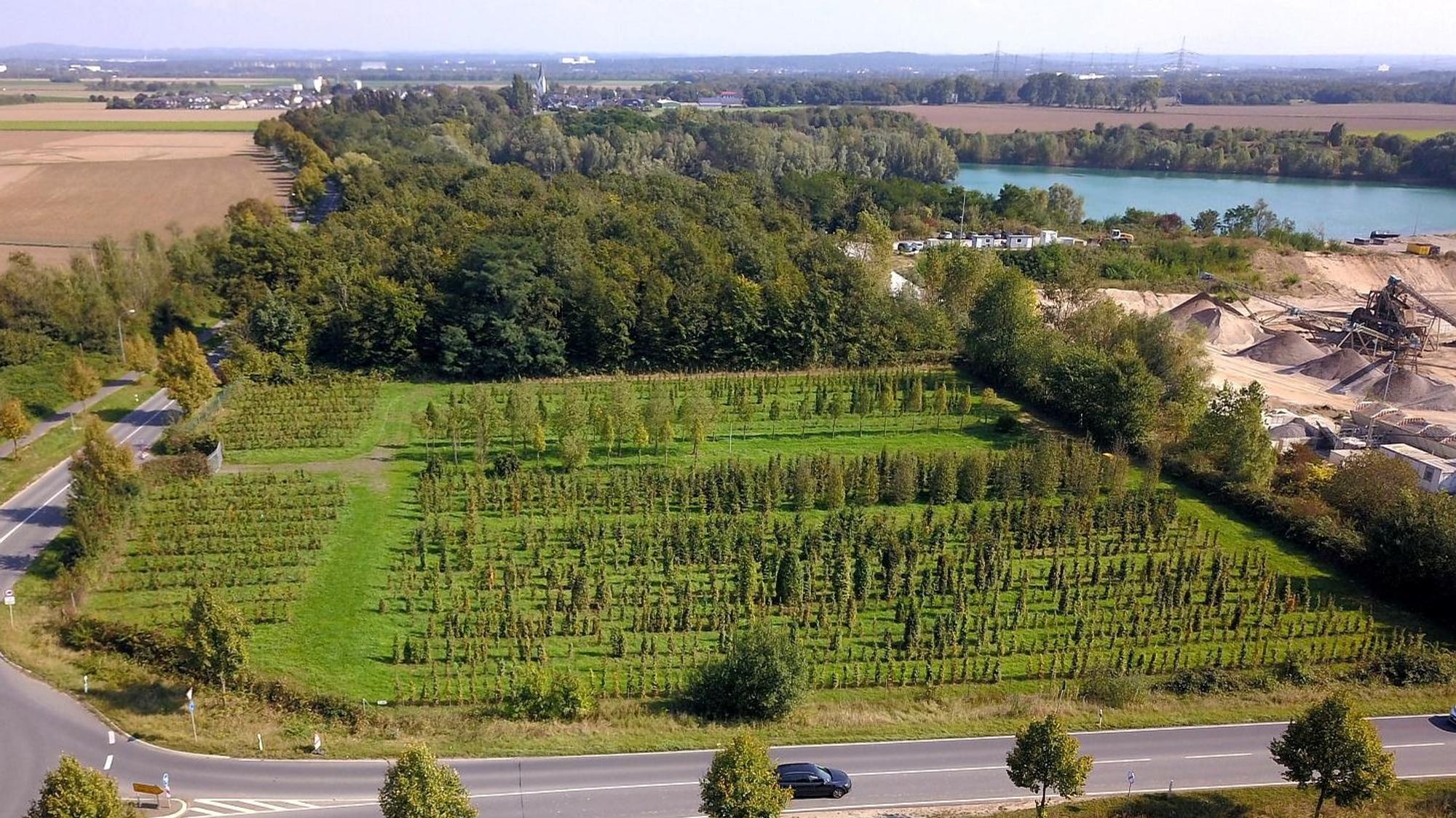 Auf diesem Grundstück an der Spicher Straße zwischen Niederkassel-Ort und Uckendorf soll die Zentrale Unterbringungseinrichtung (ZUE) des Landes für bis zu 350 Geflüchtete entstehen.