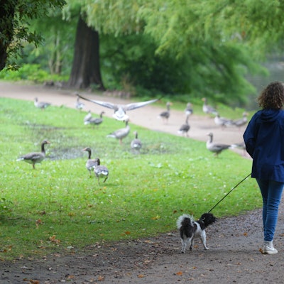 Eine Frau geht mit ihrem Hund in einem Park spazieren.