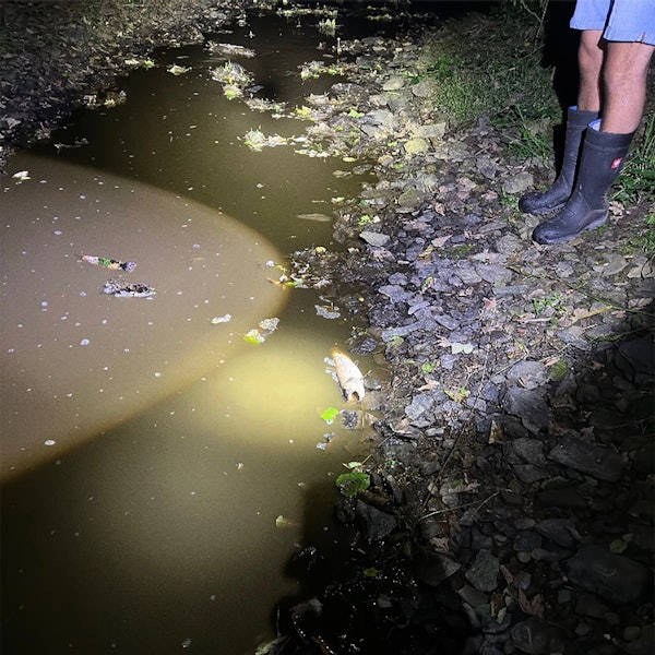 Der Neyebach kurz nach dem massiven Gülleeintrag.