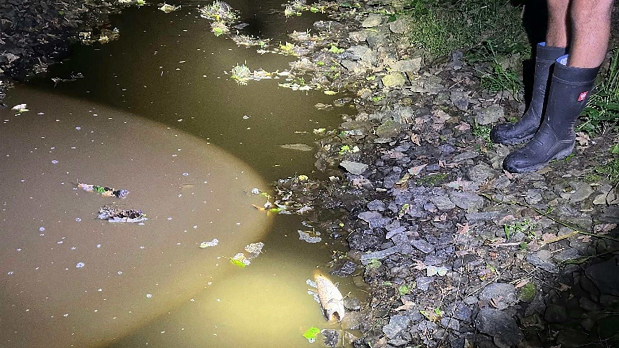 Der Neyebach kurz nach dem massiven Gülleeintrag.