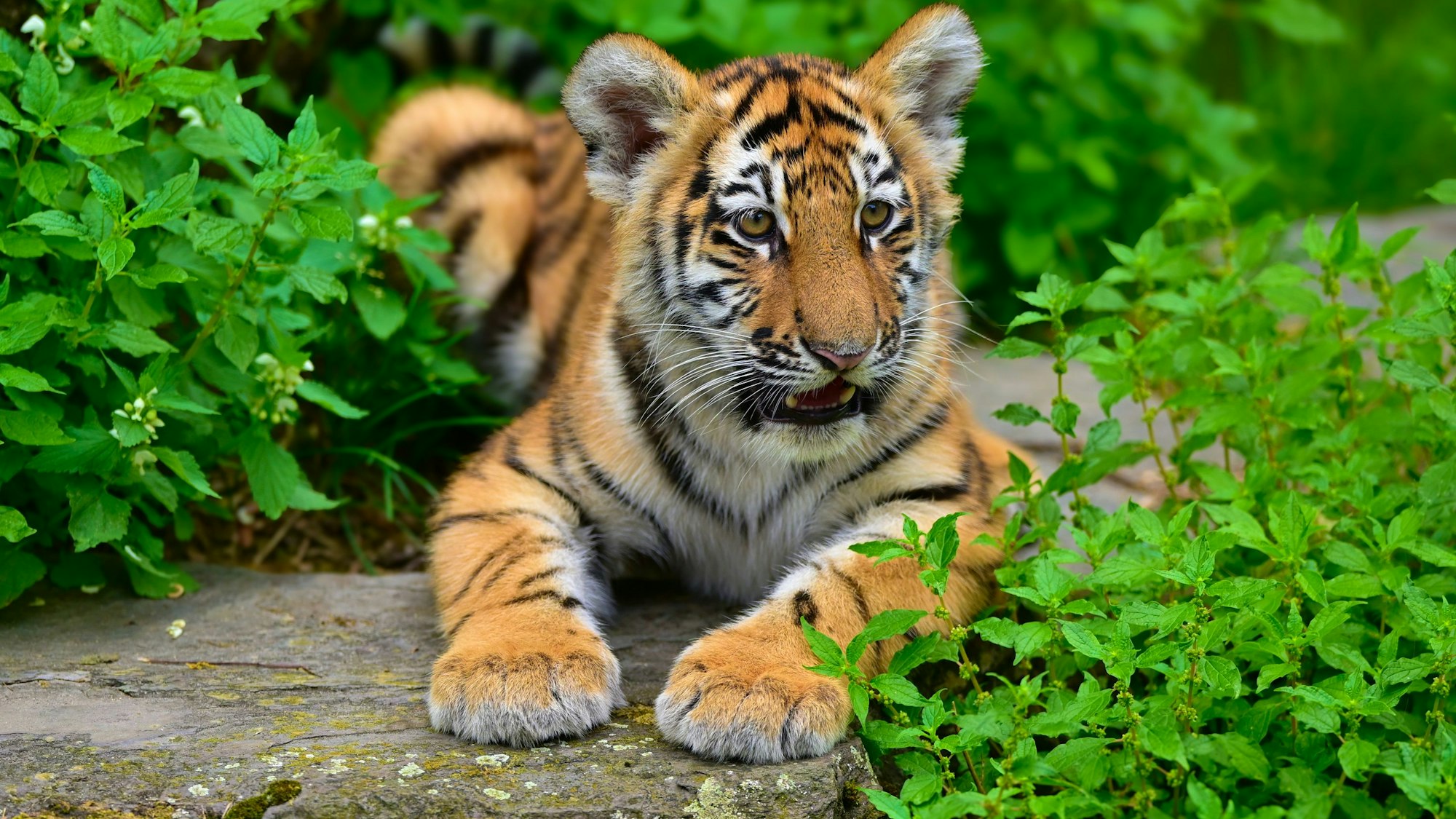 Bei den Amurtigern gab es mit Timur und Tochka im April gleich zweimal Nachwuchs.