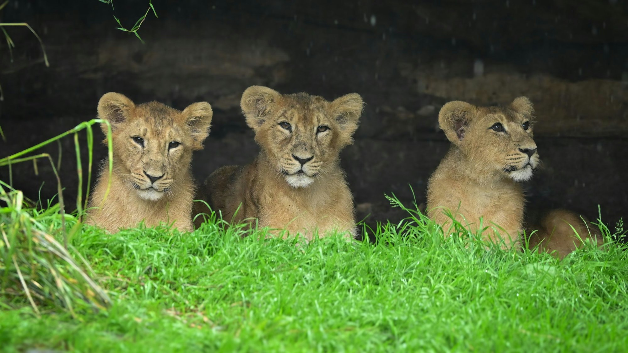 Das Löwen-Trio im Kölner Zoo zieht viele Besucher an.