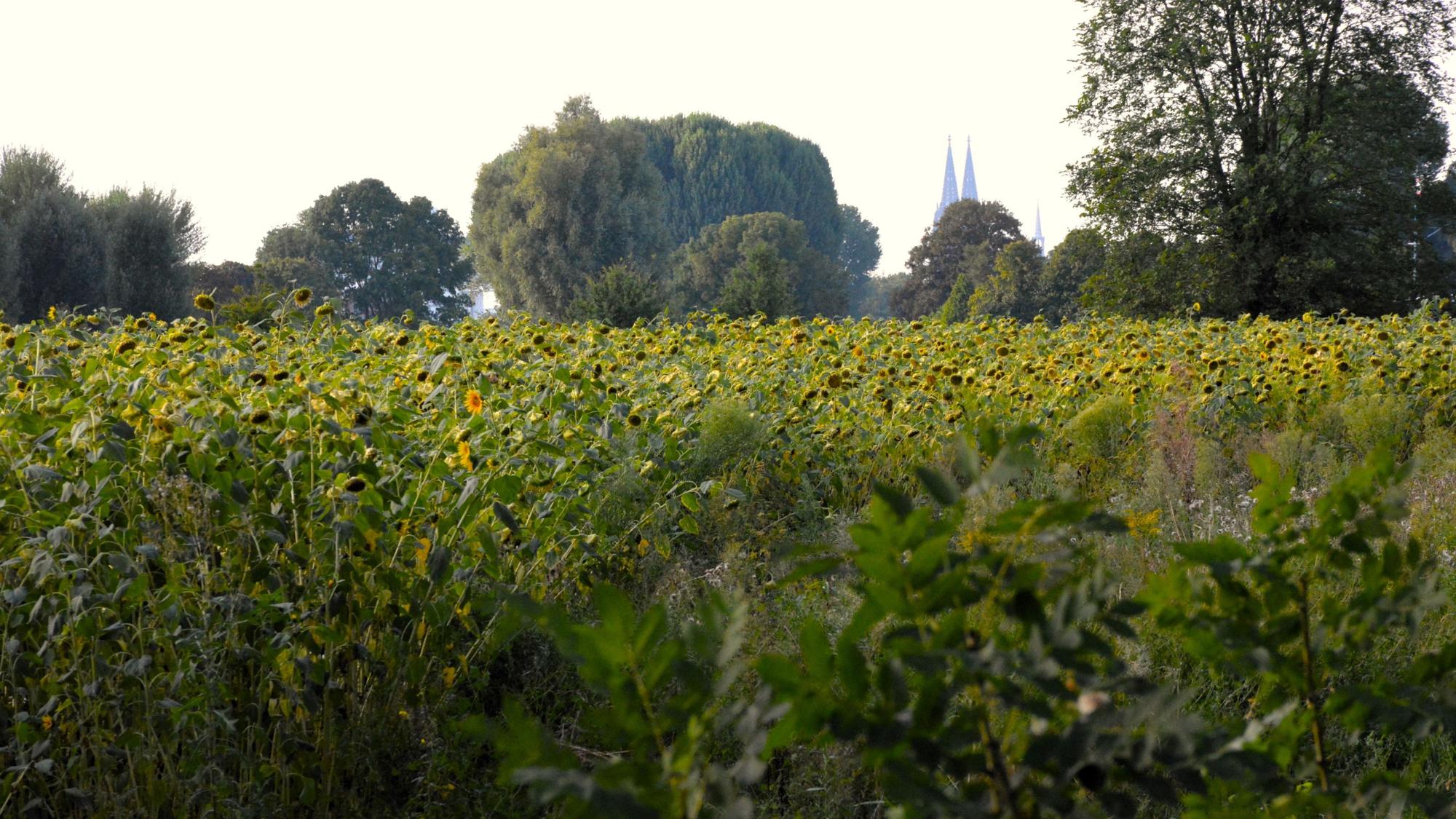 Blühende Sonnenblumen am Weidenweg in Köln-Poll.