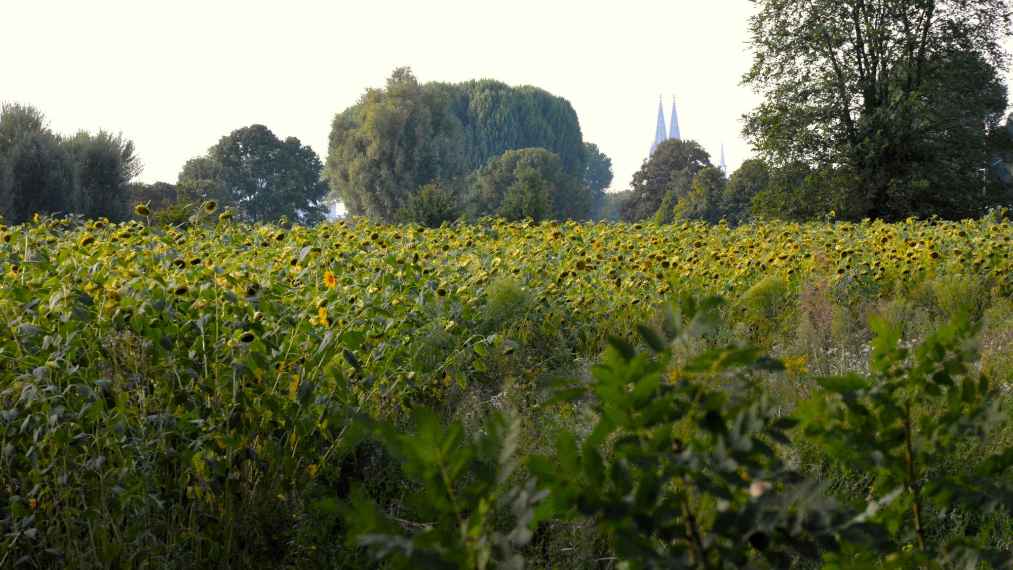 Blühende Sonnenblumen am Weidenweg in Köln-Poll.