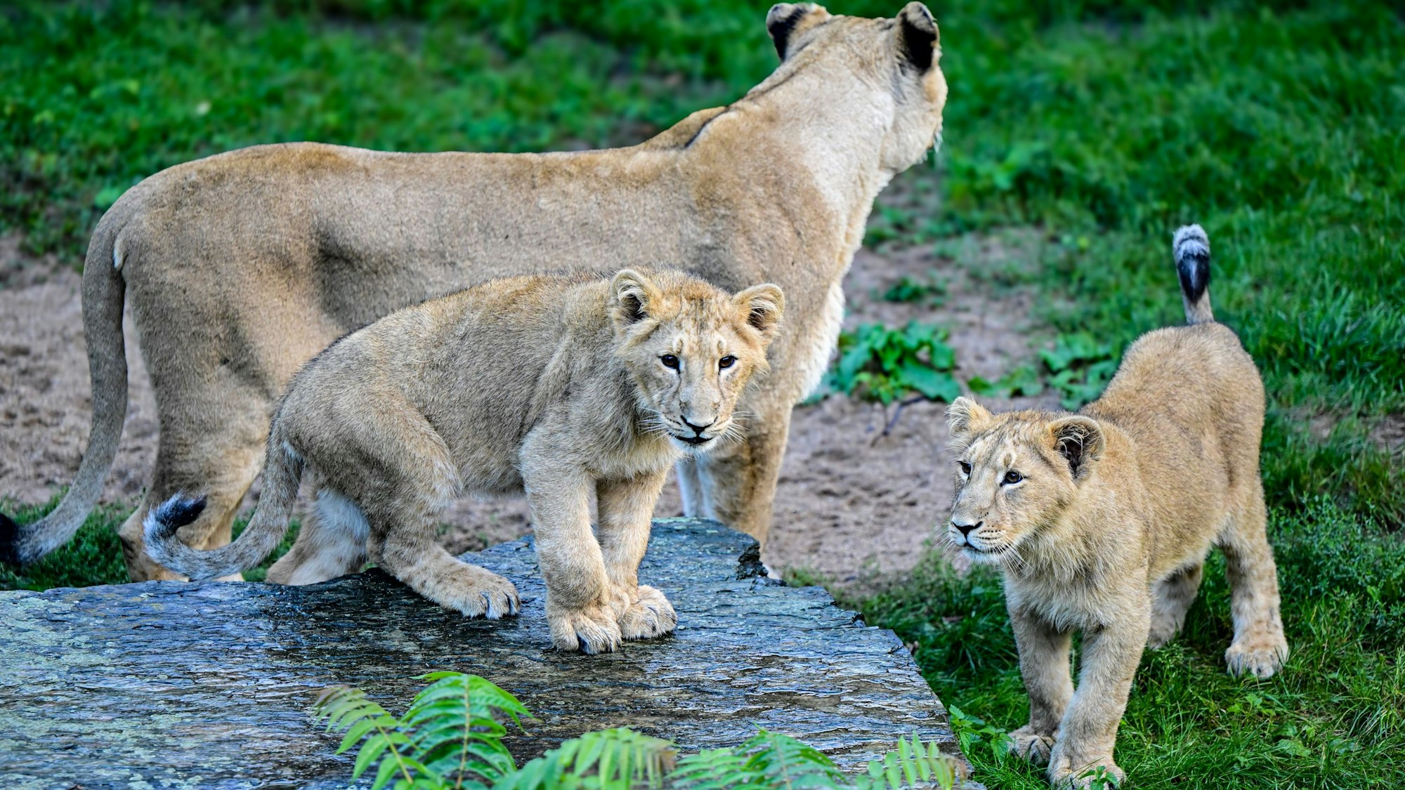 Die jungen Löwen waren der erste Nachwuchs nach 20 Jahren in Köln.