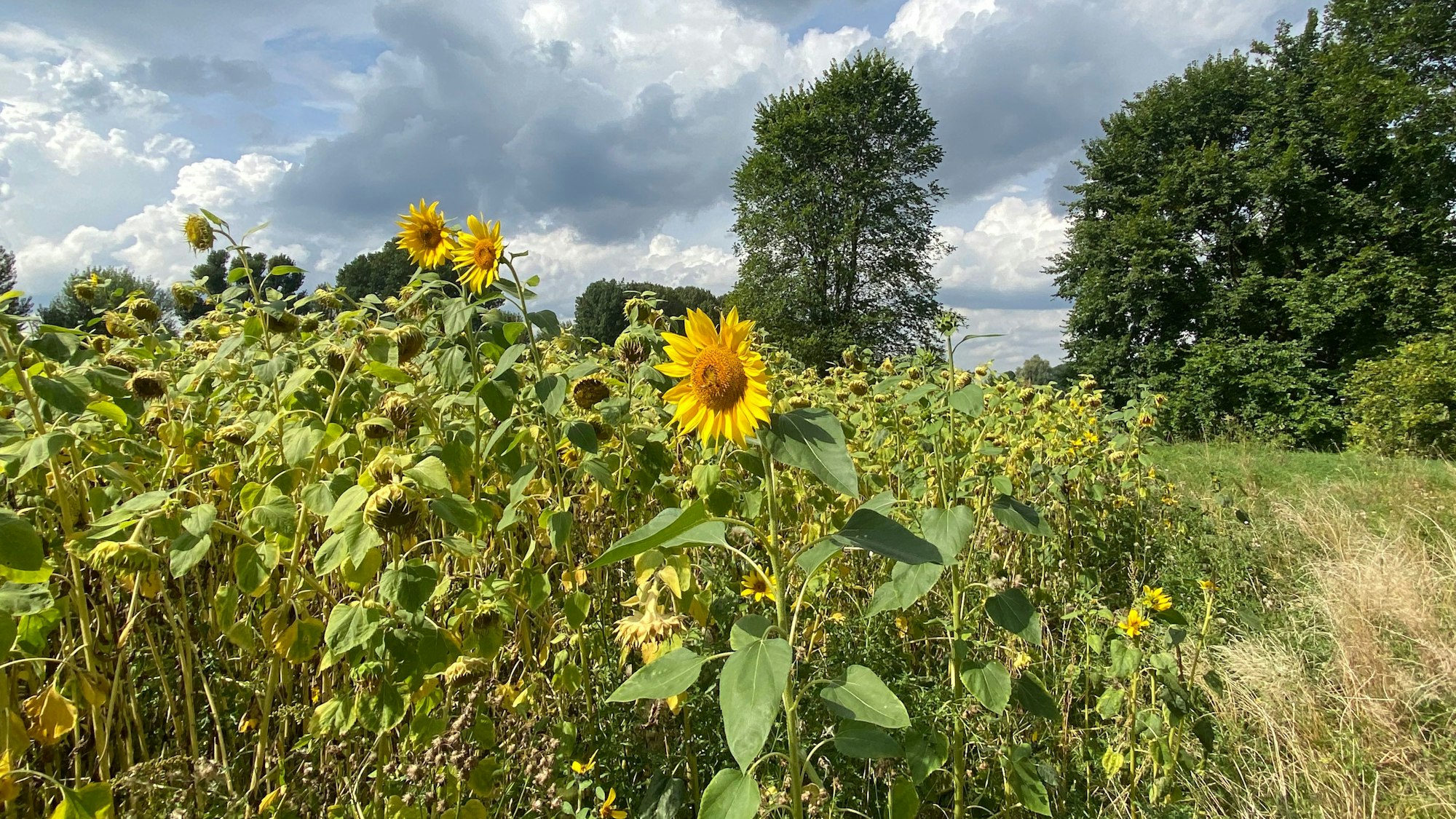 Blühende Sonnenblumen am Weidenweg in Köln-Poll.