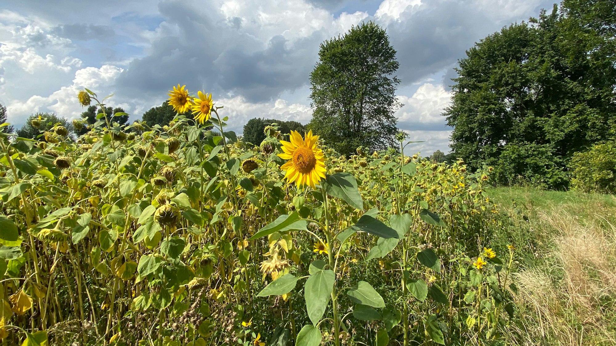 Blühende Sonnenblumen am Weidenweg in Köln-Poll.