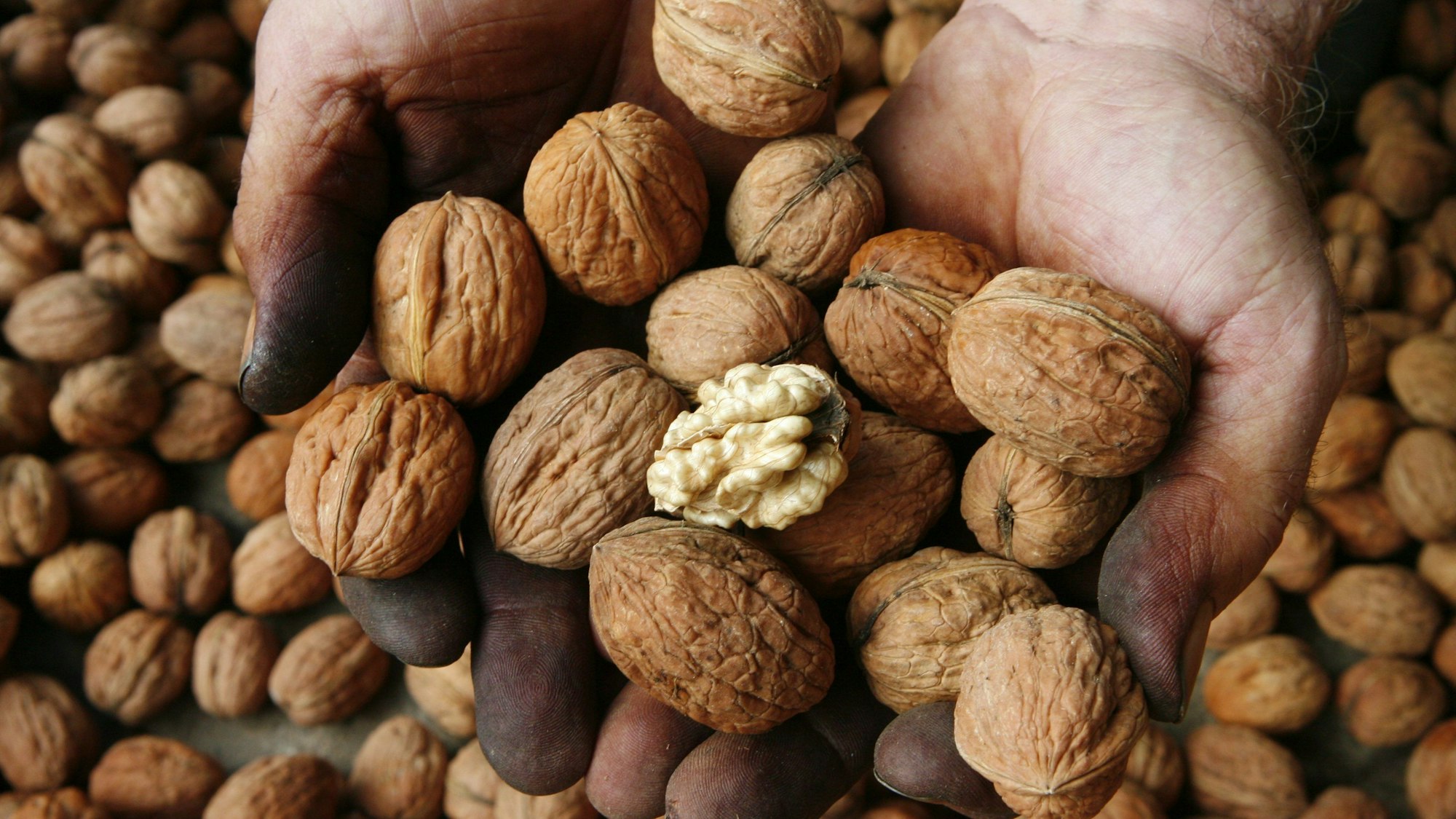 Walnüsse nach der Ernte in Deutschland.