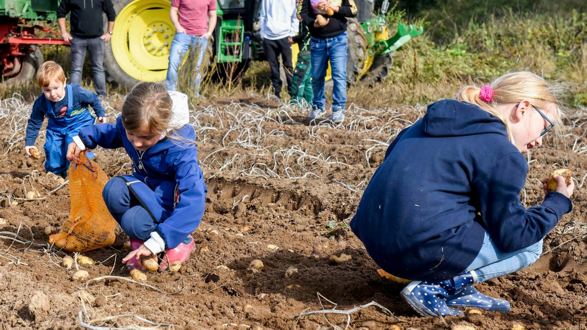 Kinder sammeln auf einem Acker Kartoffeln.