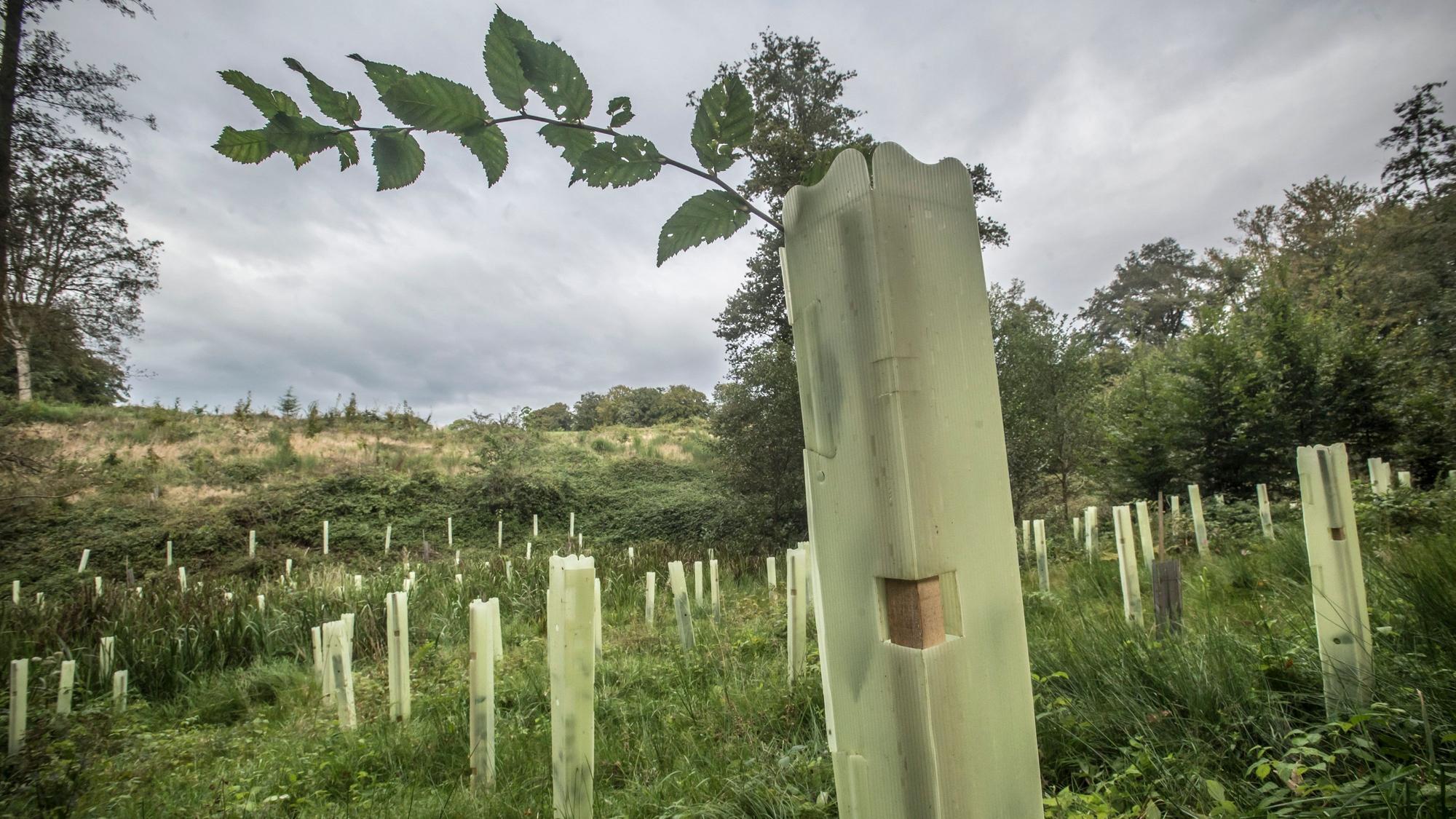 In Leichlingen-Wersbach wird Wald nachgepflanzt, der dem Klimawandel standhalten soll. Zum Beispiel Hainbuchen, aber auch Mammutbäume.