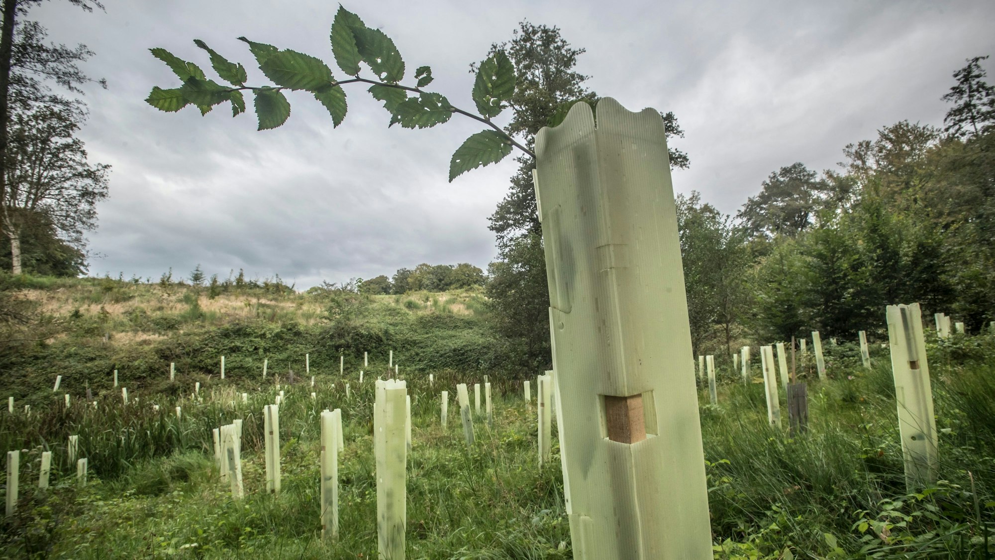 In Leichlingen-Wersbach wird Wald nachgepflanzt, der dem Klimawandel standhalten soll. Zum Beispiel Hainbuchen, aber auch Mammutbäume.