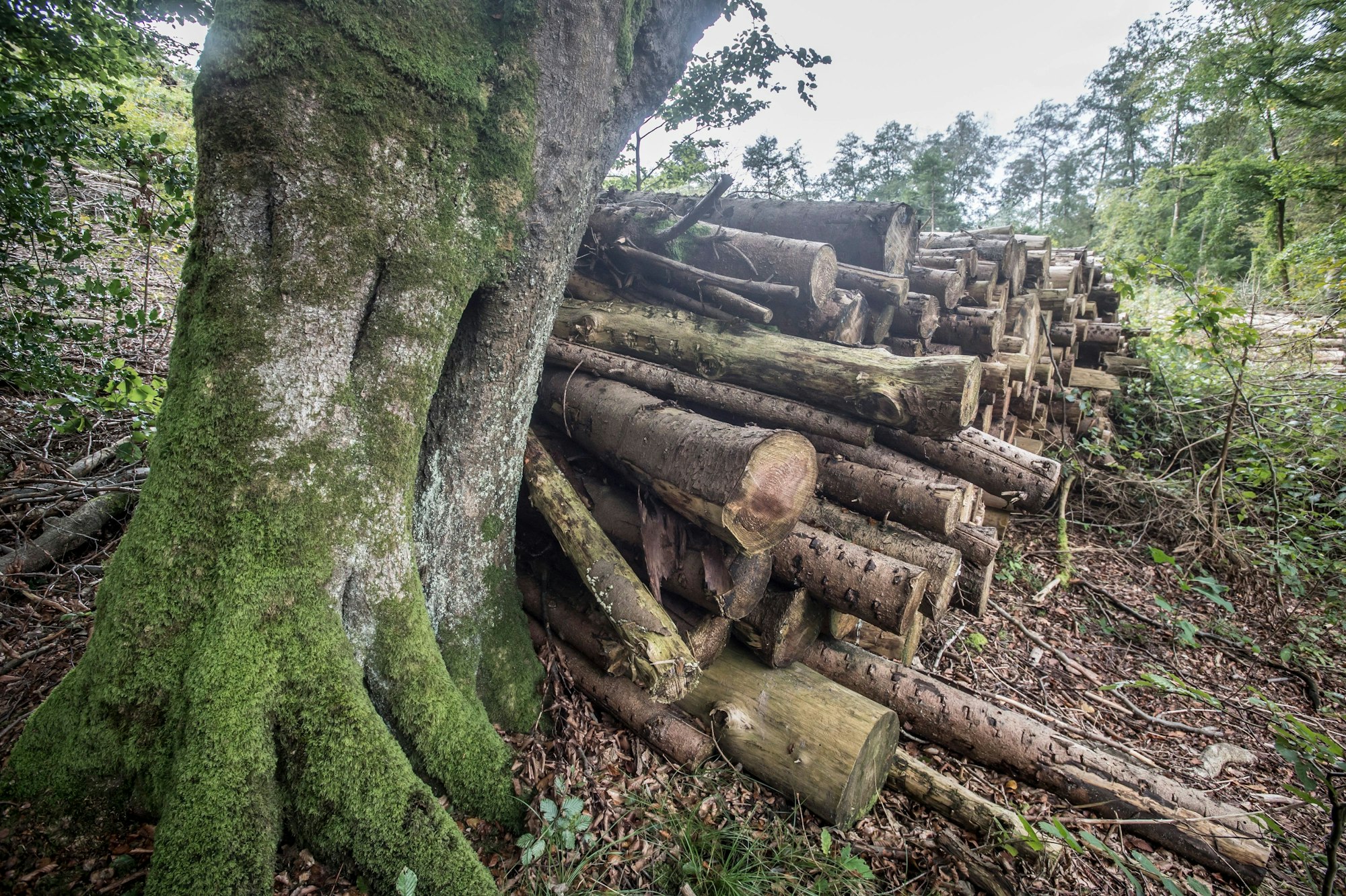 Vom Borkenkäfer zerstörte Fichten liegen im Wald in Leichlingen Wersbach.