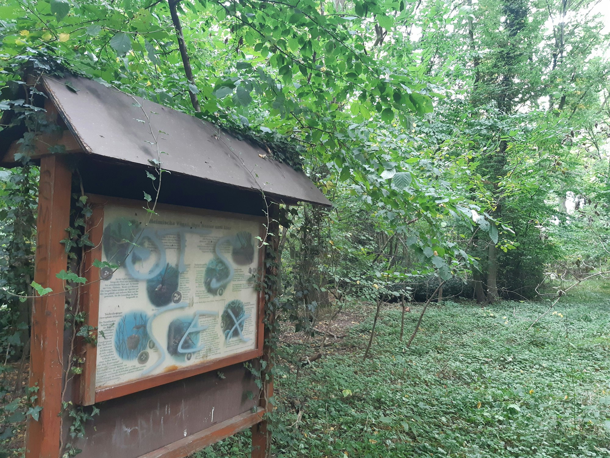 Das Bild zeigt ein Waldgebiet.