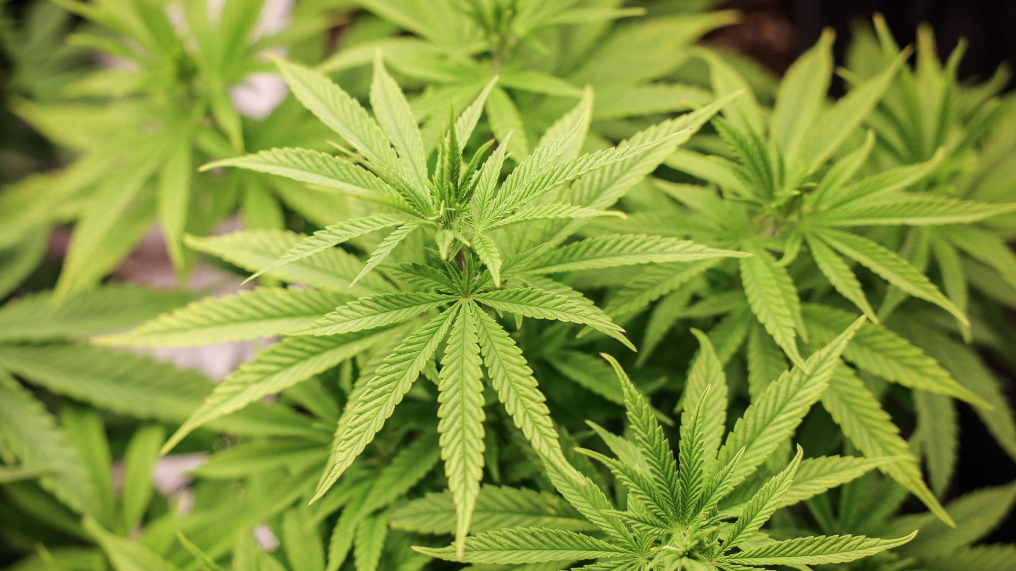 Das Bild zeigt mehrere Cannabispflanzen.