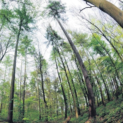 Auf dem Bild sind Bäume im Königsdorfer Forst zu sehen.