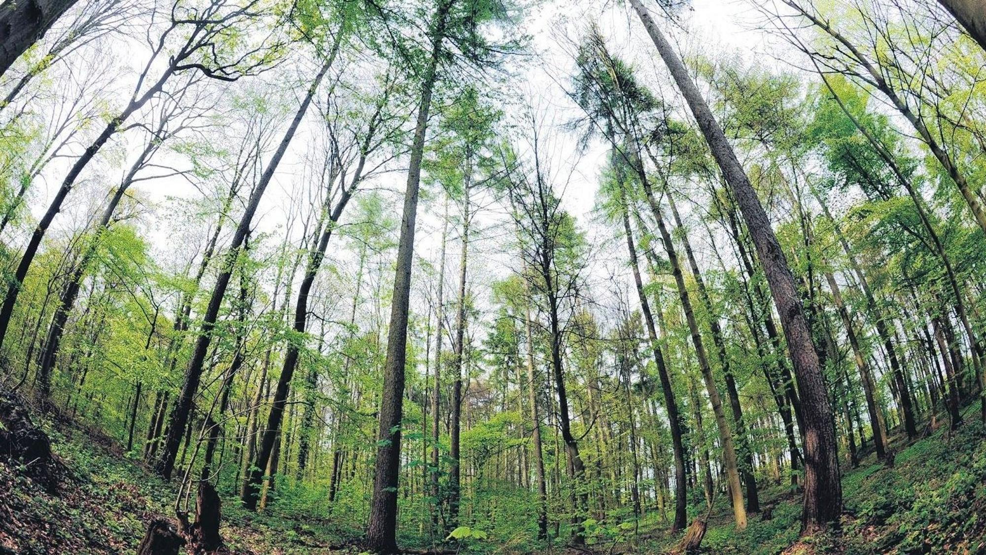 Auf dem Bild sind Bäume im Königsdorfer Forst zu sehen.