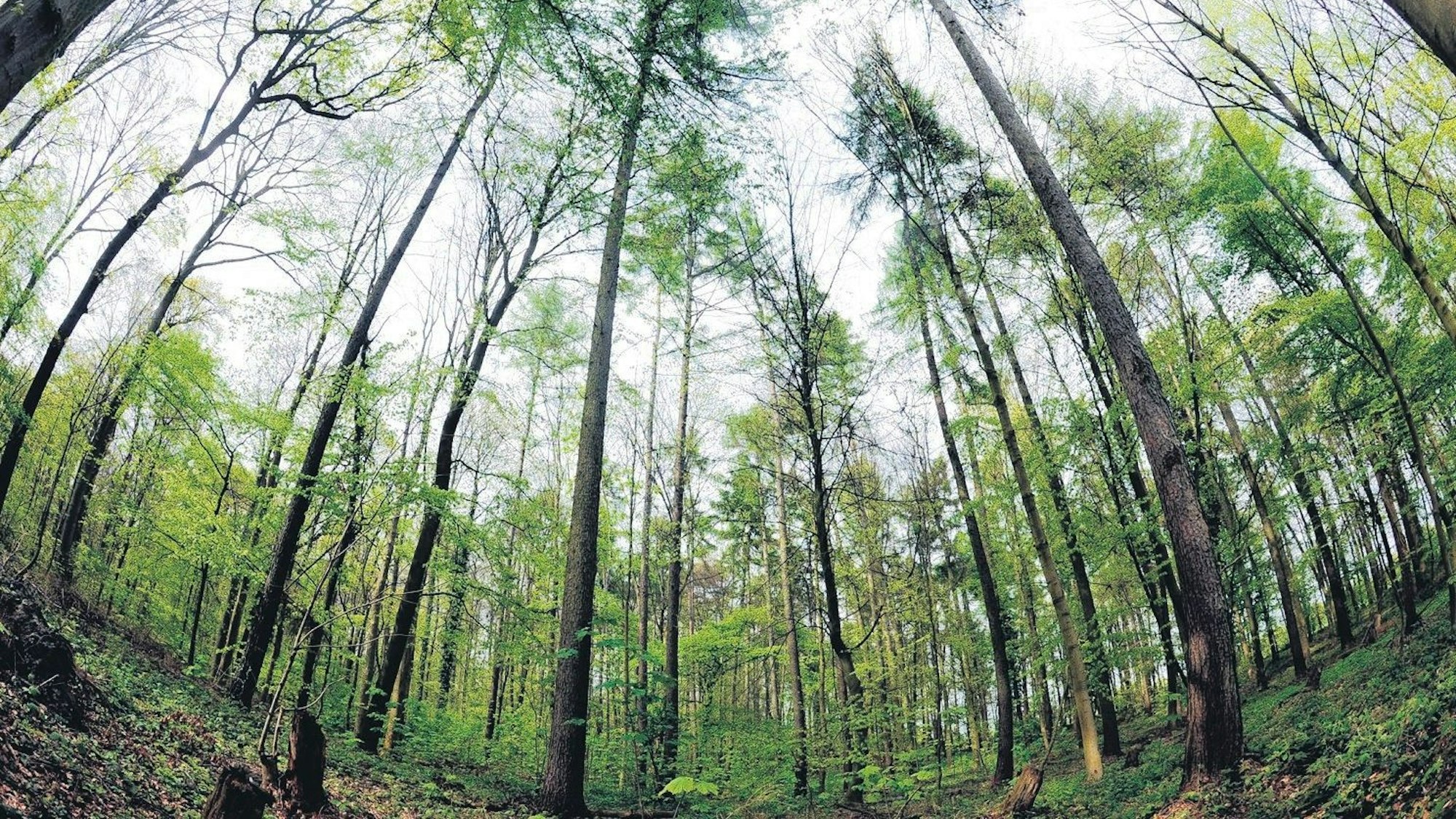 Auf dem Bild sind Bäume im Königsdorfer Forst zu sehen.