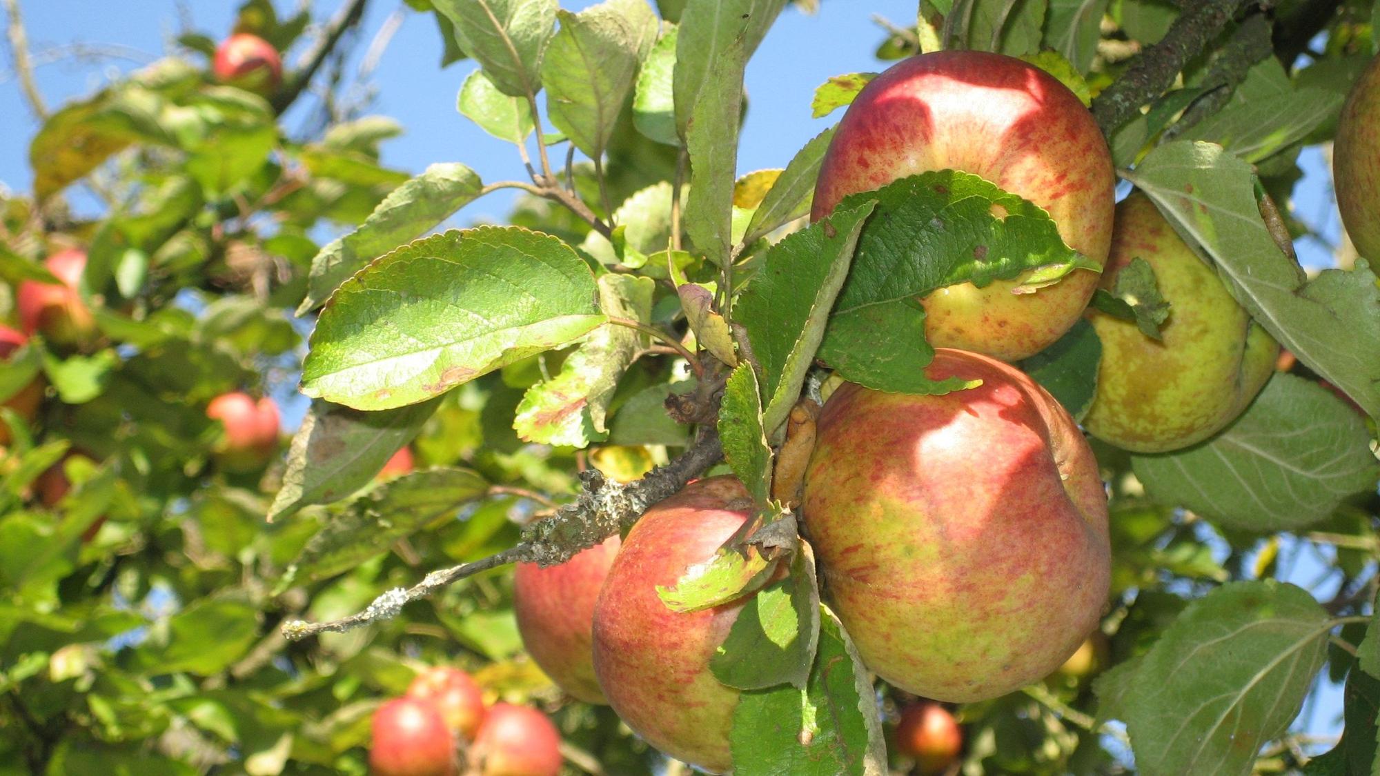 Reife Äpfel hängen an Zweigen eines Apfelbaums in der Sonne.