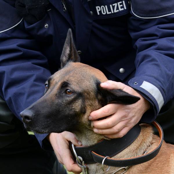 Eine Polizeihündin wird von ihrem Hundeführer auf einer Wiese gelobt.
