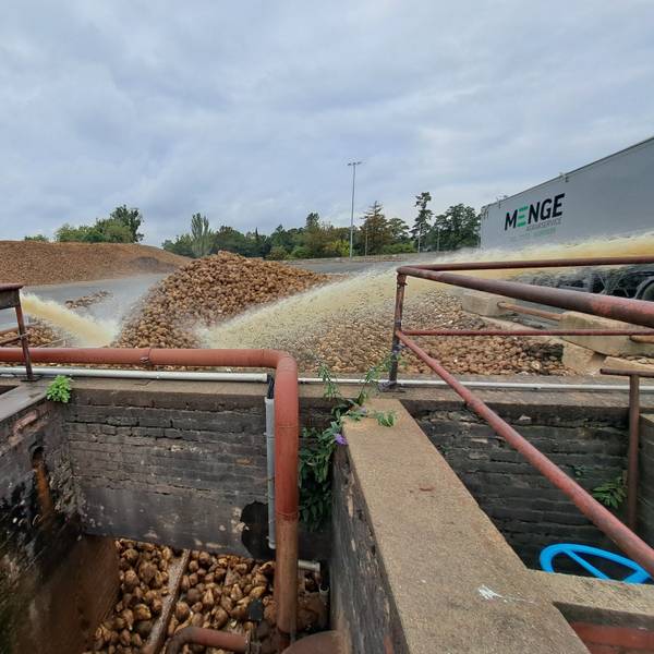 In der Zuckerfabrik von Pfeifer & Langen in Euskirchen werden die Rüben mit Wasser gereinigt.