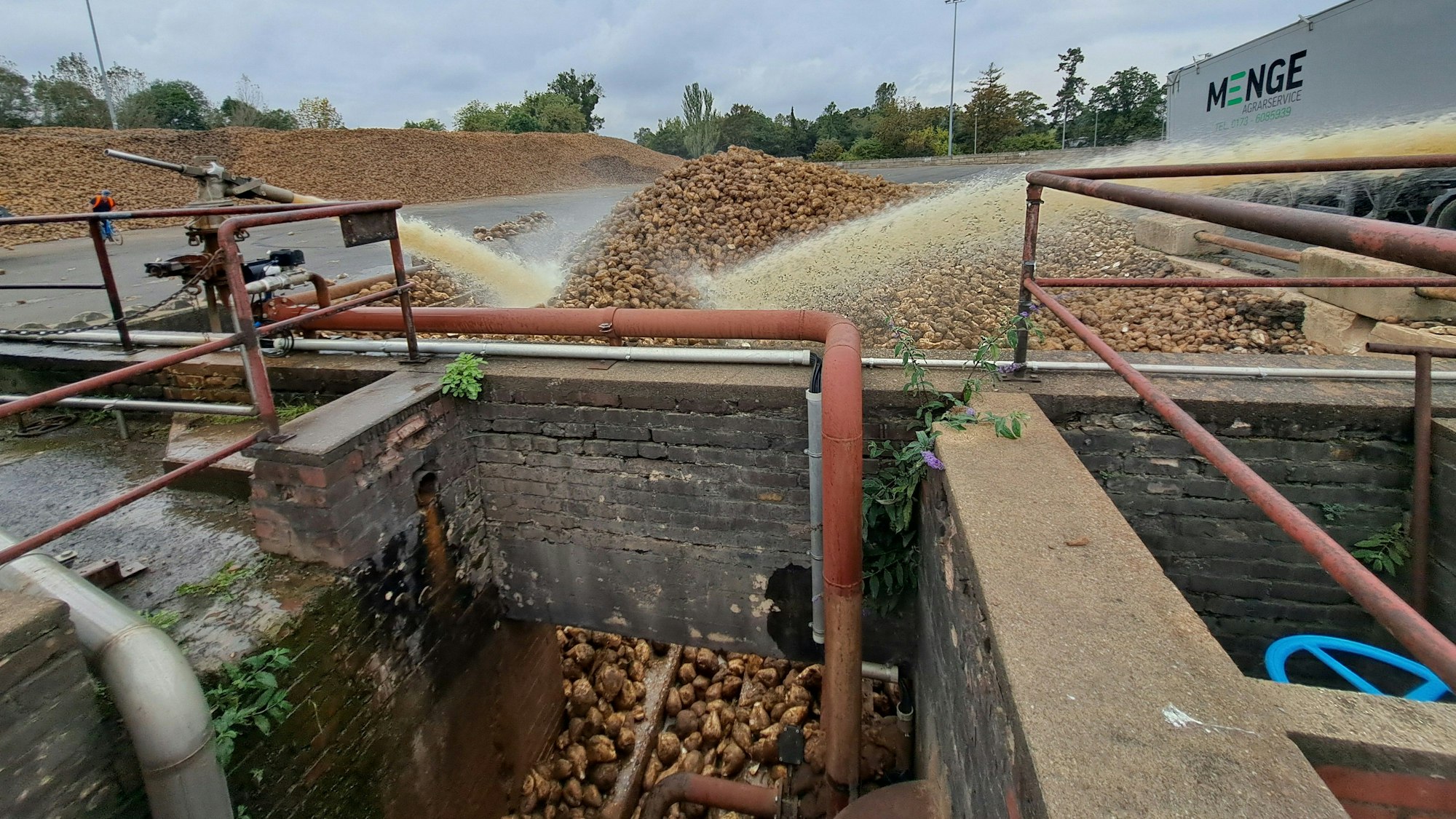In der Zuckerfabrik von Pfeifer & Langen in Euskirchen werden die Rüben mit Wasser gereinigt.