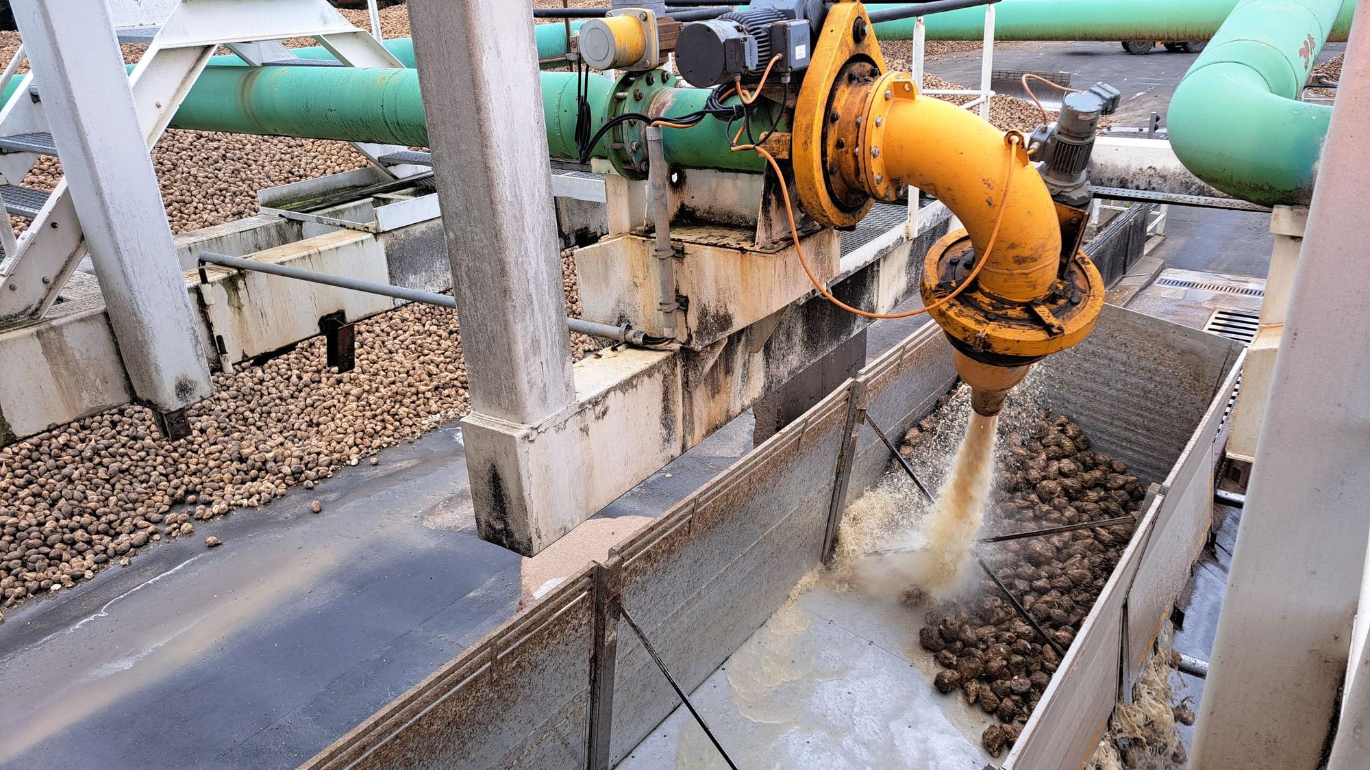 Ein Wasserstrahl wird in einen Lkw-Anhänger gepumpt, in dem sich noch einige Zuckerrüben befinden.