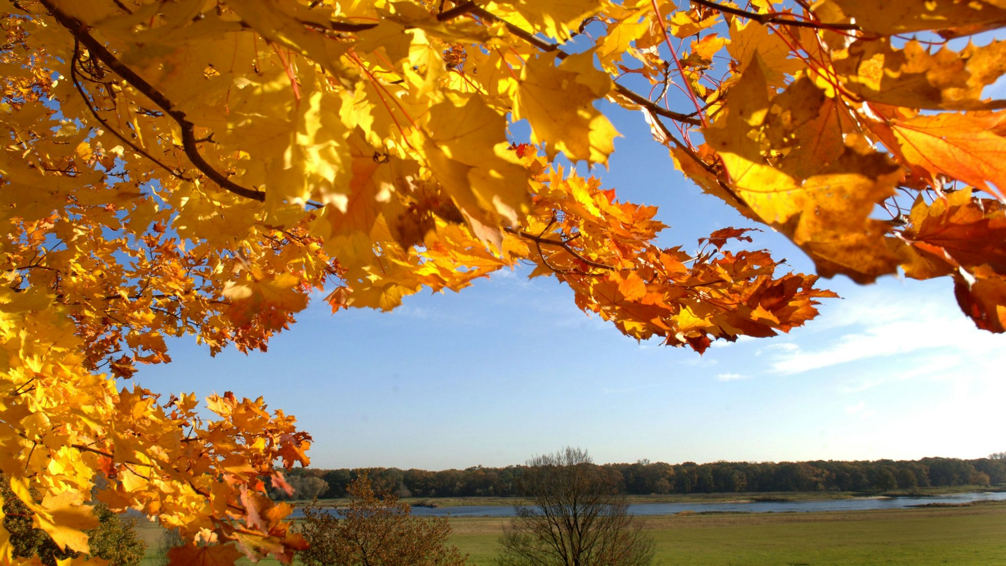 Ein herbstlich gefärbter Spitzahorn steht an einer Wiese.