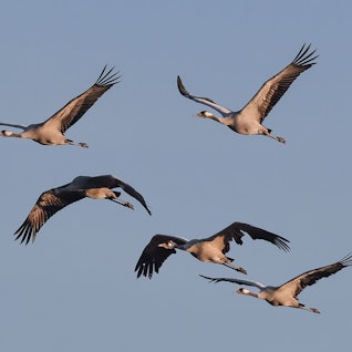 Kraniche (Grus grus) sind am Himmel zu sehen.