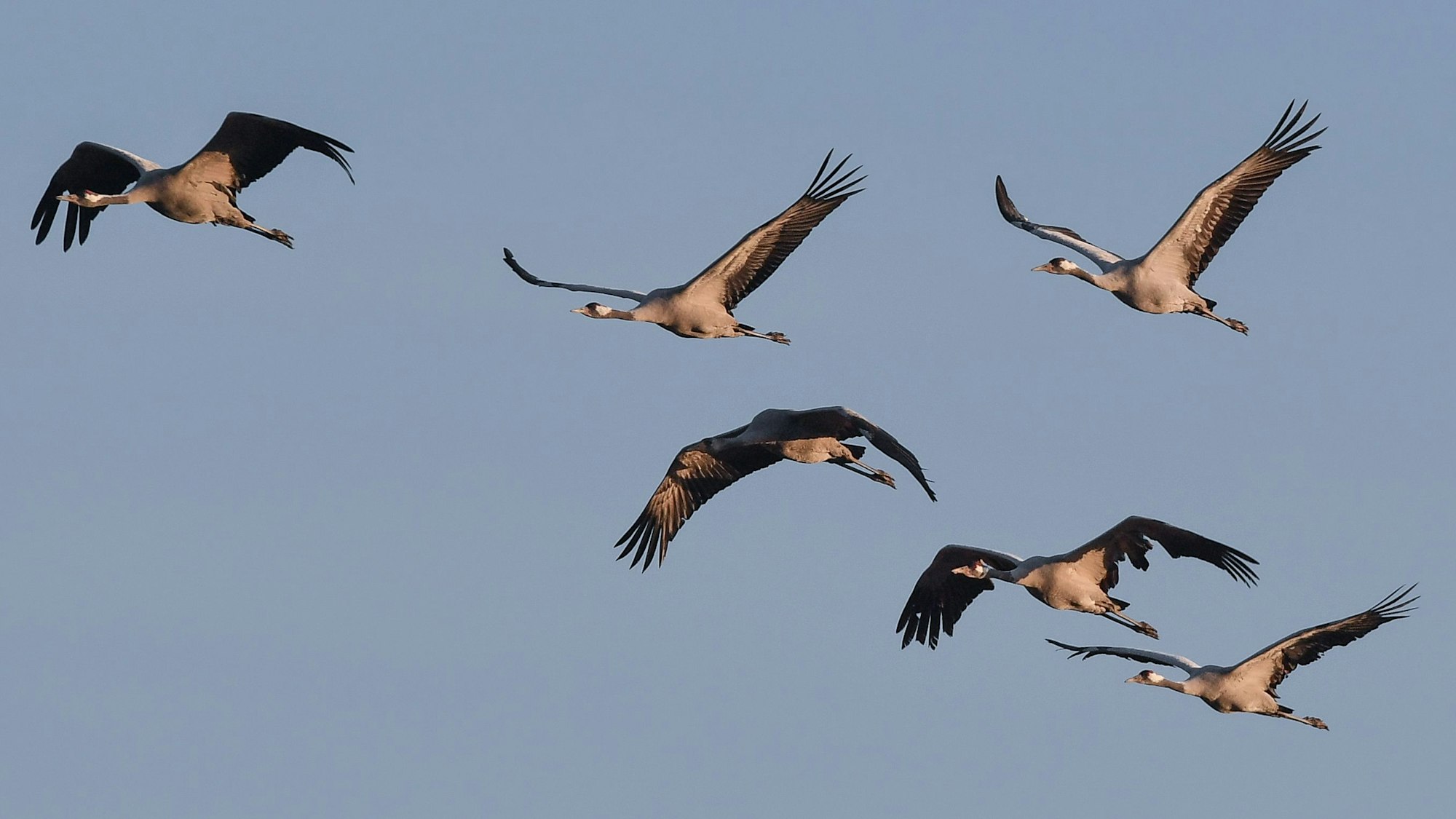 Kraniche (Grus grus) sind am Himmel zu sehen.