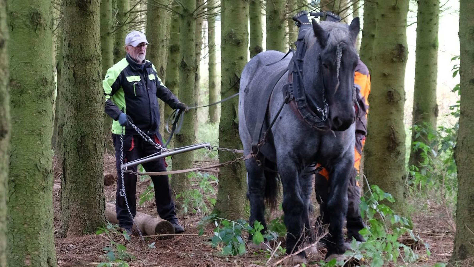 Ein Mann mit Kappe und Brille hält eine Zugvorrichtung, die mit einem Pferdegeschirr verbunden ist.