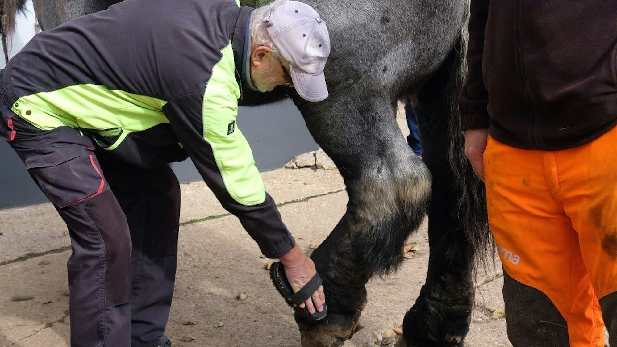 Ein Mann mit Kappe und Brille striegelt ein Pferd.