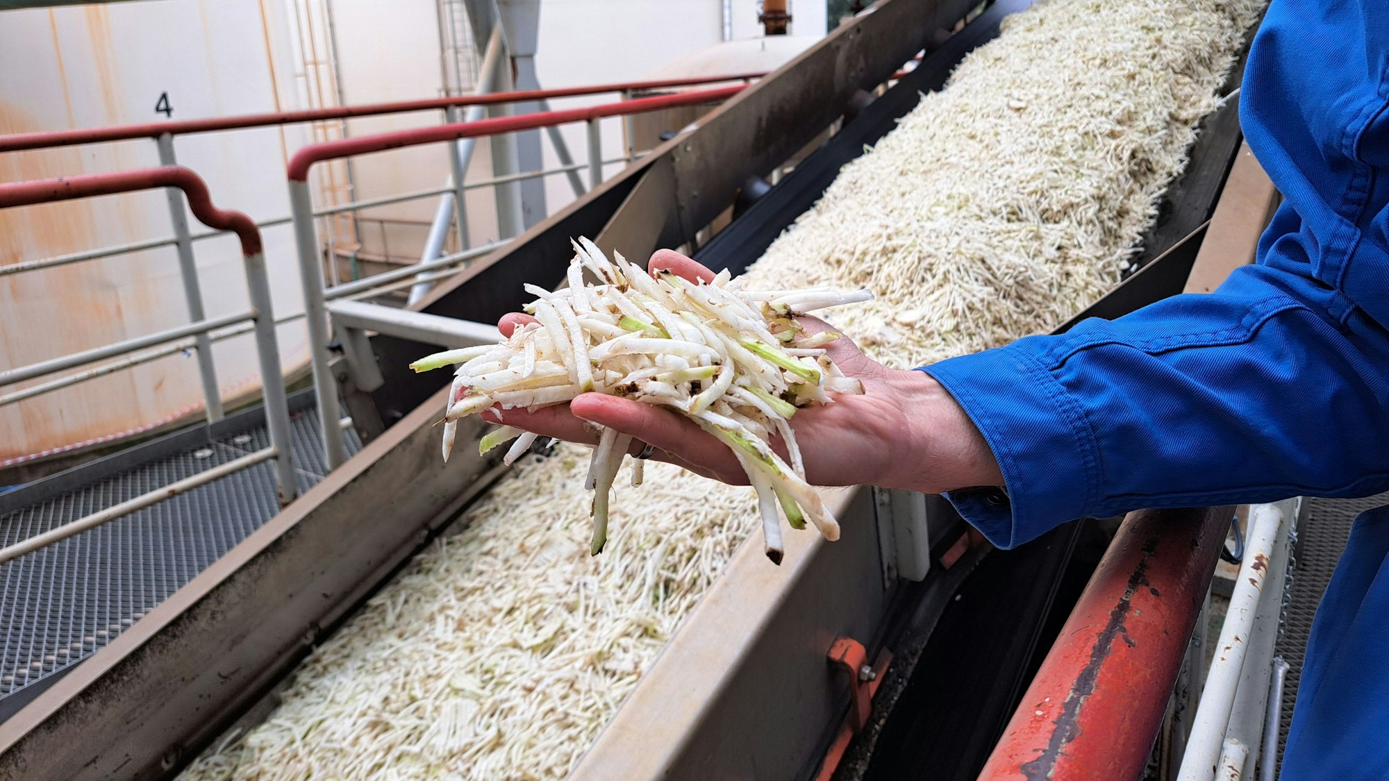 Ein Mann hält einige Rübenschnitzel in der Hand. Sie erinnern ein wenig an Pomes frites.