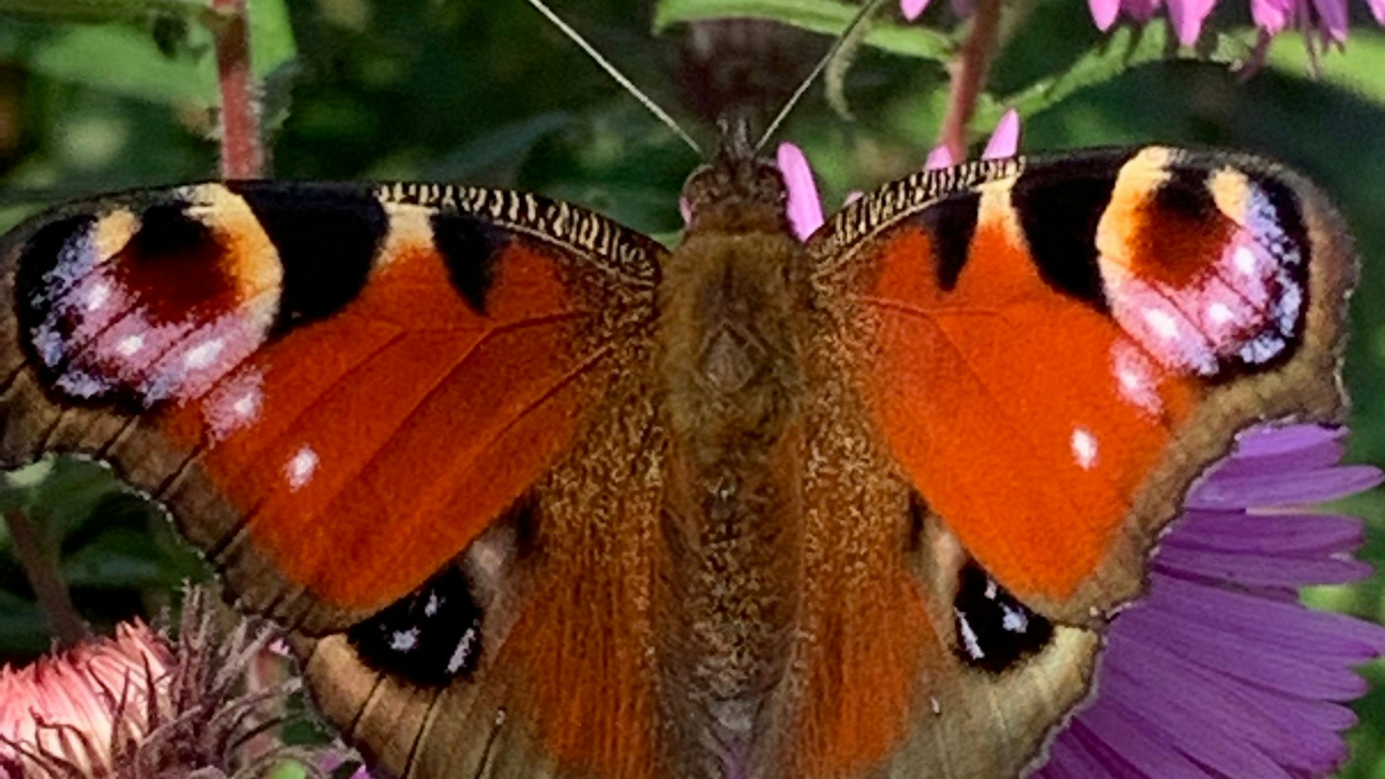 Ein Pfauenauge auf einer Blüte.