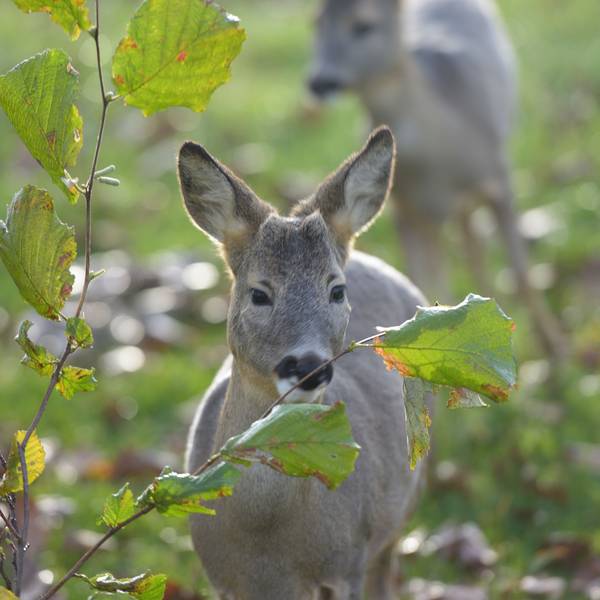 Zwei Rehe stehen auf einer Grünfläche.