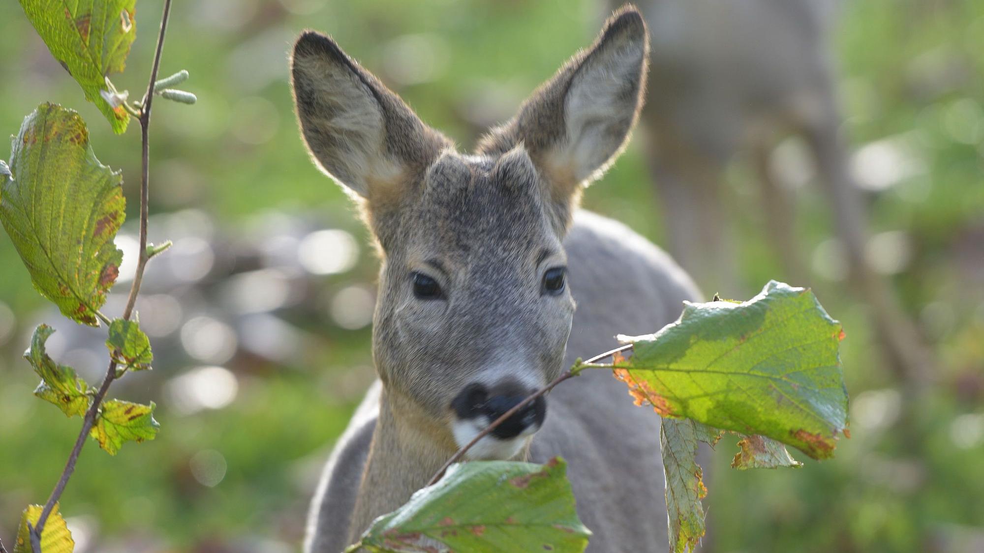 Zwei Rehe stehen auf einer Grünfläche.