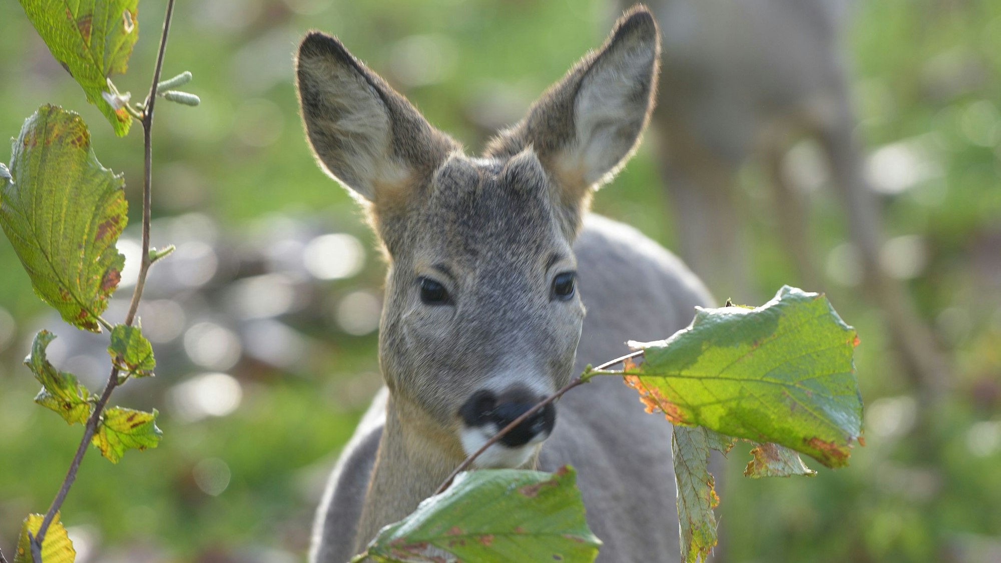 Zwei Rehe stehen auf einer Grünfläche.