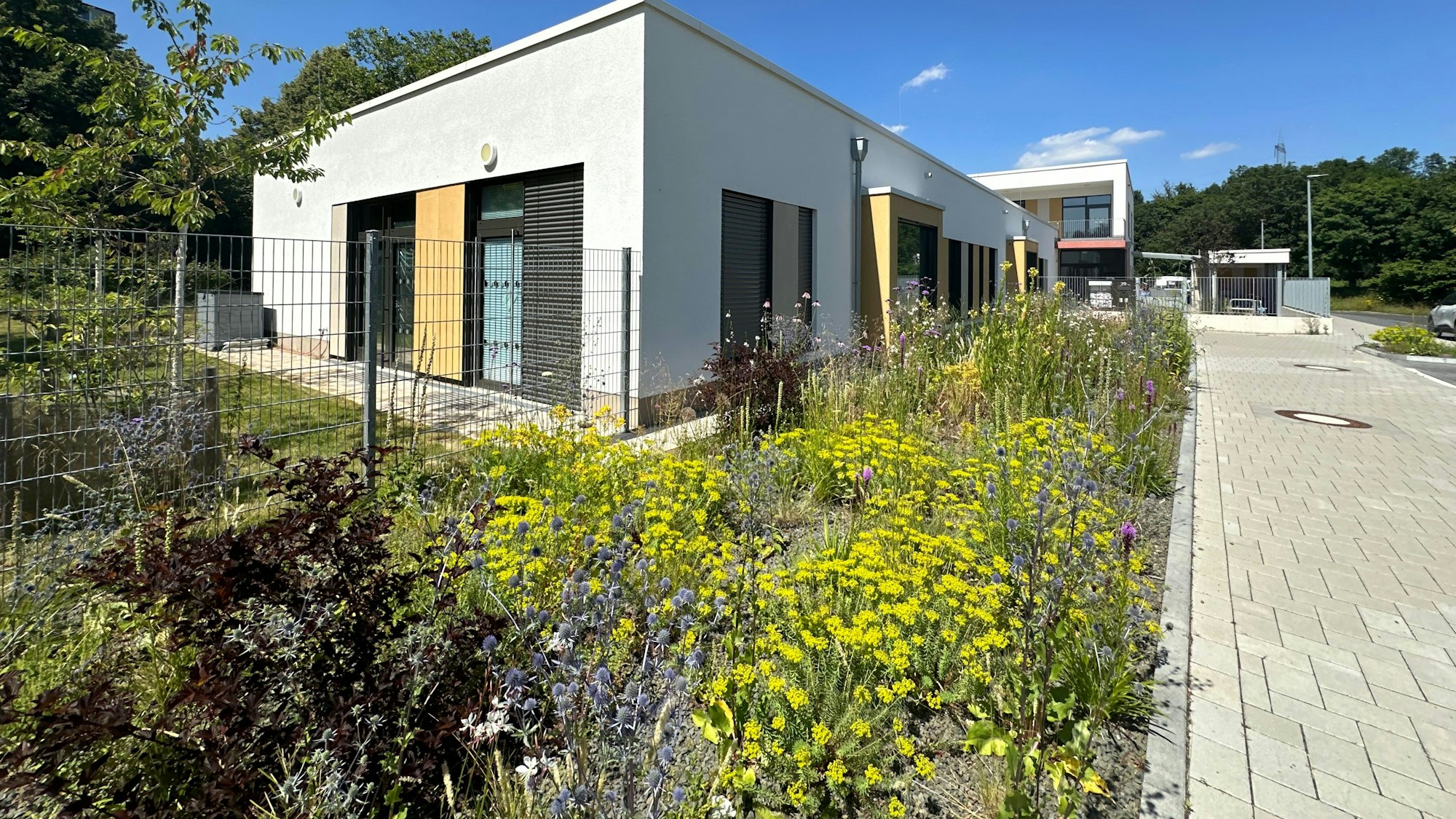 Die neue Blühfläche an der Kita Wellenstraße lockt Insekten an.
